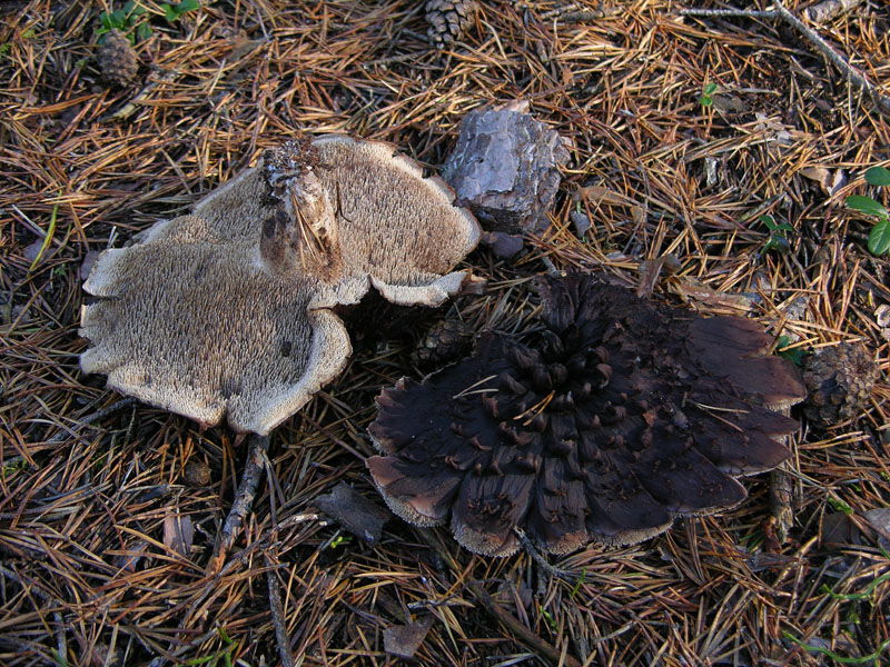 Nei boschi del mauretto..quando il gatto non c''�...